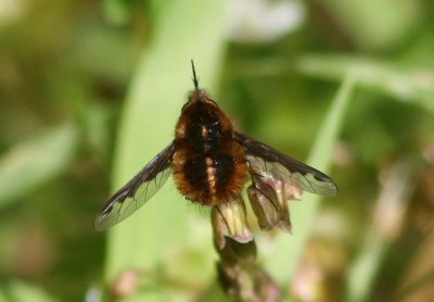 Bombylius major; Greater Bee Fly