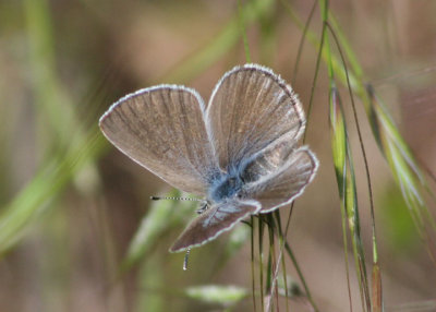 Glaucopsyche lygdamus; Silvery Blue; female