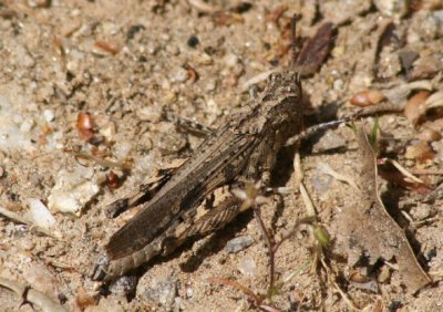 Chimarocephala pacifica; Painted Meadow Grasshopper; female