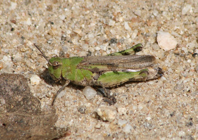 Chimarocephala pacifica; Painted Meadow Grasshopper; female