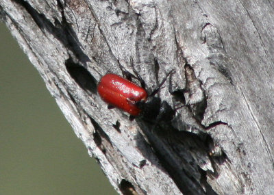 Tricrania stansburyi; Blister Beetle species