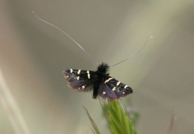 0225 - Adela trigrapha; Fairy Moth species