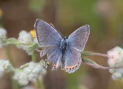 Plebejus acmon; Acmon Blue; male