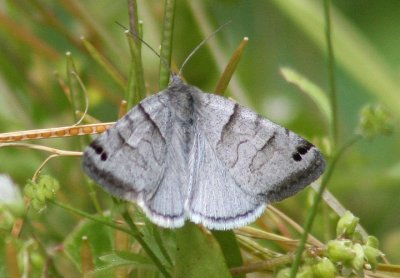 8736 - Caenurgina caerulea; Looper Moth species