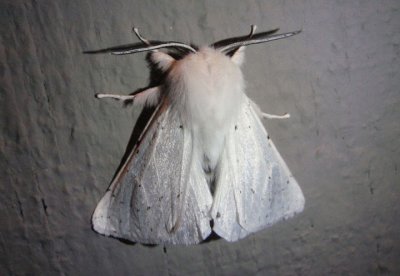 8135 - Spilosoma vestalis; Vestal Tiger Moth