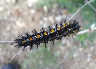 Euphydryas chalcedona; Chalcedon Checkerspot caterpillar