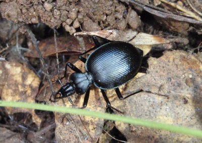 Scaphinotus Ground Beetle species