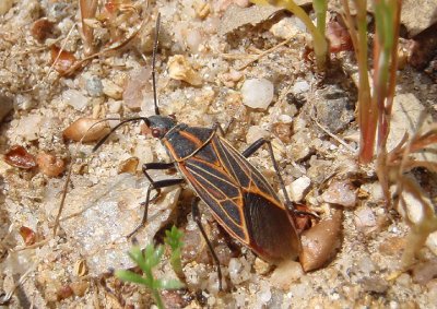Boisea rubrolineata; Western Boxelder Bug
