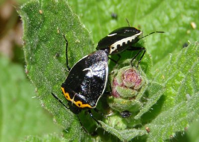 Cosmopepla uhleri; Stink Bug species; mating pair