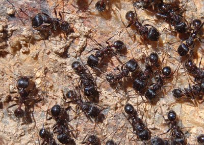 Messor andrei; Smooth Harvester Ant species