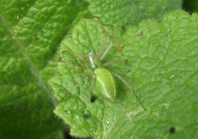 Peucetia viridans; Green Lynx 