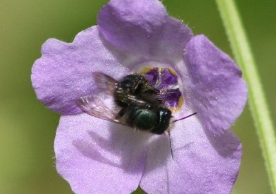 Osmia Mason Bee species; female