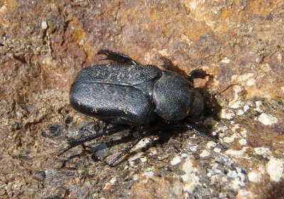 Cremastocheilus schaumii; Anteater Scarab Beetle species