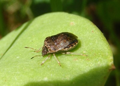 Holcostethus Stink Bug species