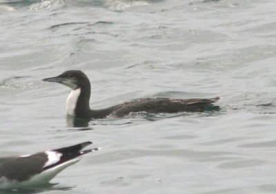 Pacific Loon; basic