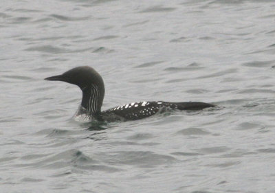 Pacific Loon; breeding