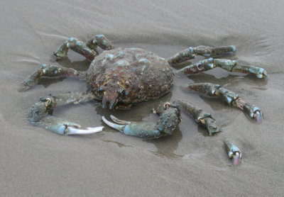 Sheep Crab