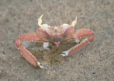 Sandflat Elbow Crab