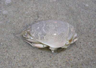 Pacific Mole Crab