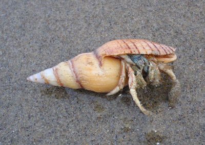 Hermit Crab inhabiting a Carpenter's Turrid shell