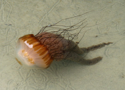 Pacific Sea Nettle