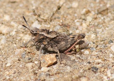 Dracotettix monstrosus; Dragon Lubber Grasshopper