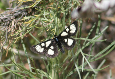 9319 - Alypia ridingsii; Ridings' Forester Moth