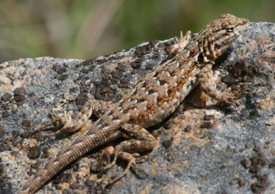 Western Side-blotched Lizard