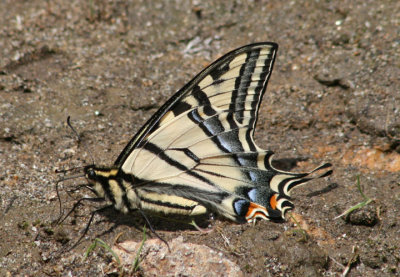 Papilio rutulus; Western Tiger Swallowtail