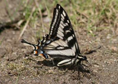 Papilio eurymedon; Pale Swallowtail