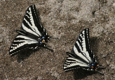 Papilio eurymedon; Pale Swallowtails