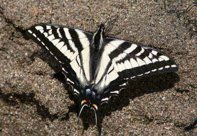 Papilio eurymedon; Pale Swallowtail