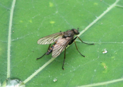 Rhagionidae Snipe Fly species