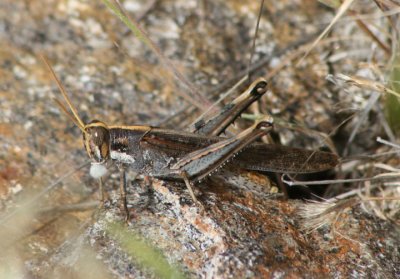 Schistocerca nitens; Gray Bird Grasshopper; female