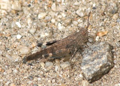Lactista gibbosus; Band-winged Grasshopper species