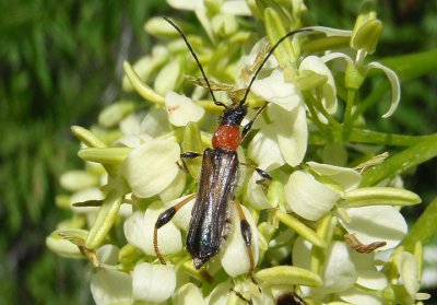 Callimoxys fuscipennis; Longhorned Beetle species; female