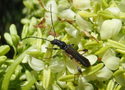 Callimoxys fuscipennis; Longhorned Beetle species; male