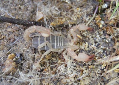 Uroctonites montereus; Scorpion species
