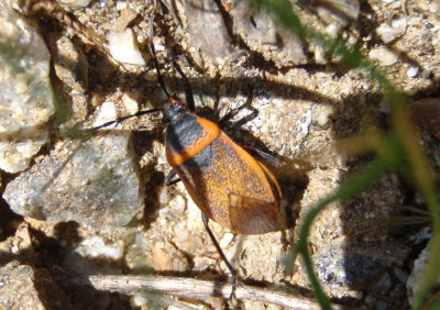 Largus Bordered Plant Bug species