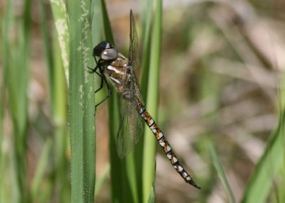 Rhionaeschna californica; California Darner