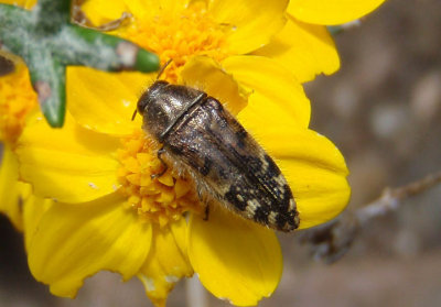 Acmaeodera hepburnii; Metallic Wood-boring Beetle species