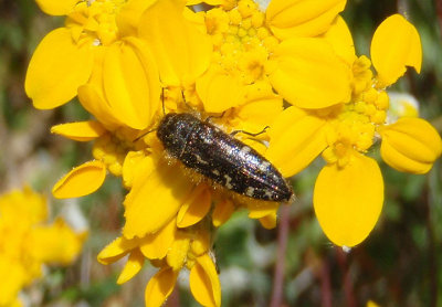 Acmaeodera retifera; Metallic Wood-boring Beetle species