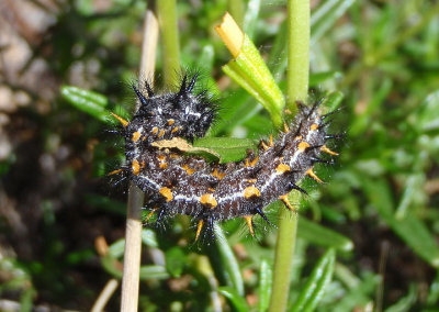 Euphydryas chalcedona; Chalcedon Checkerspot caterpillar