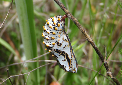 Euphydryas chalcedona; Chalcedon Checkerspot chrysalis