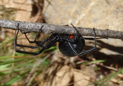 Latrodectus hesperus; Western Black Widow; female