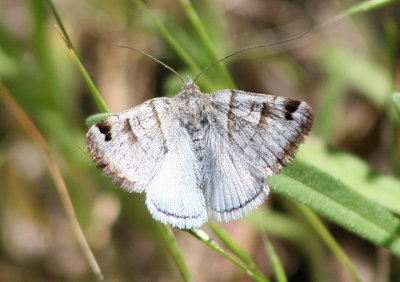 8736 - Caenurgina caerulea; Looper Moth species