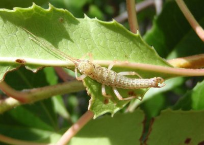 Timema californicum; Walkingstick species; male