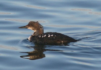 Pacific Loon; transitional plumage