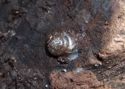 Discus Terrestrial Snail species