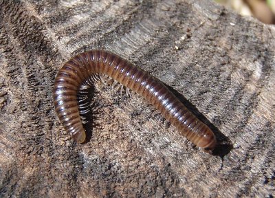 Julida Millipede species